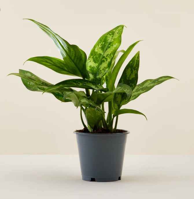 Aglaonema Maria 30cm - Aglaonema Maria | Aglaonema Emerald Beauty | Chinese Evergreen | Arum Plant | indoor plant | PlantmartUAE.com