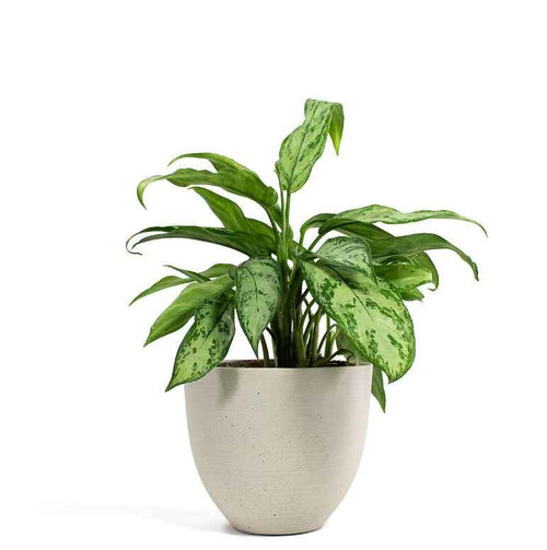 Aglaonema Silver Queen 30cm-40cm
