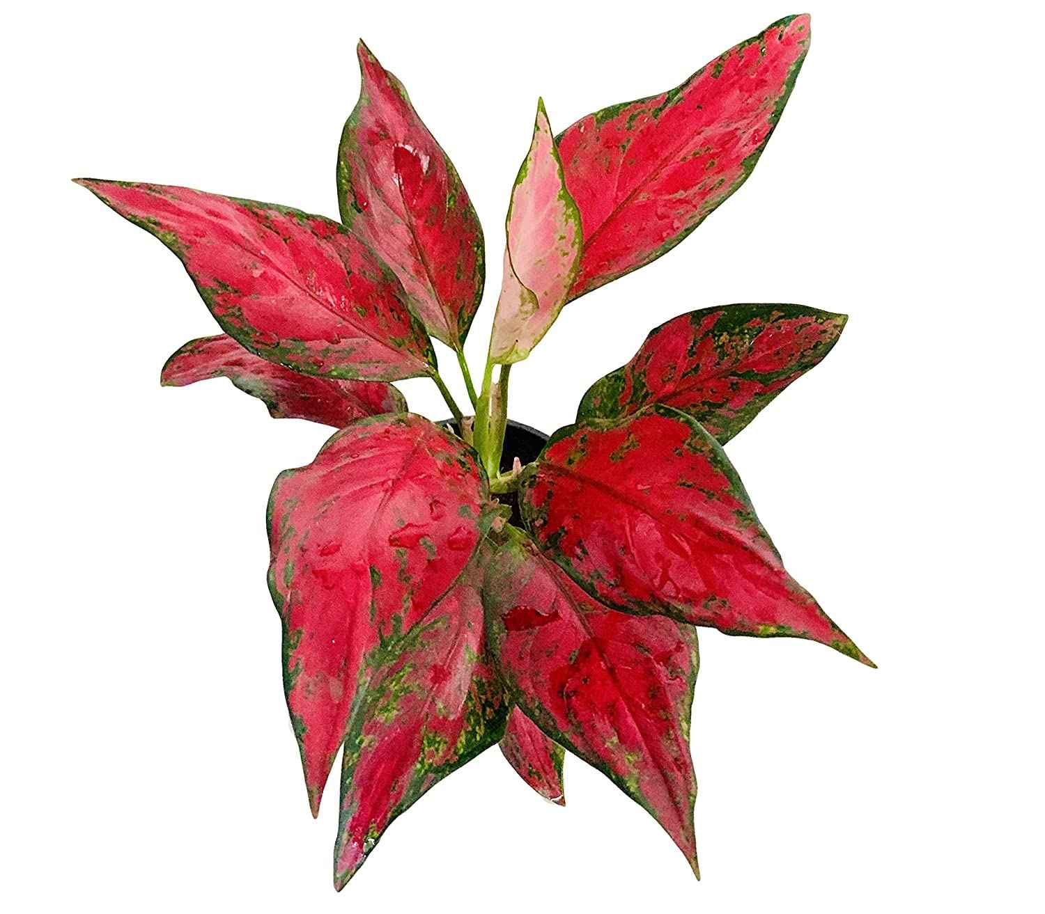 Aglaonema Red 20cm-30cm in CERAMIC POT