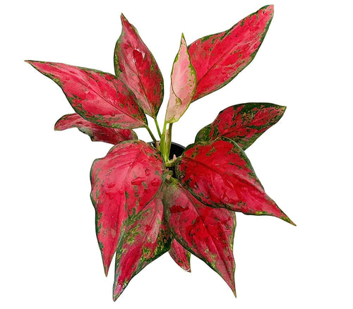 Aglaonema Red 20cm-30cm in CERAMIC POT