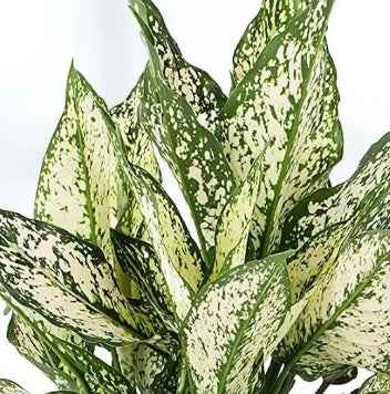 Aglaonema Snow White Indoor Plant in Nursery Pot – 20-30cm Aglaonema Spring Snow