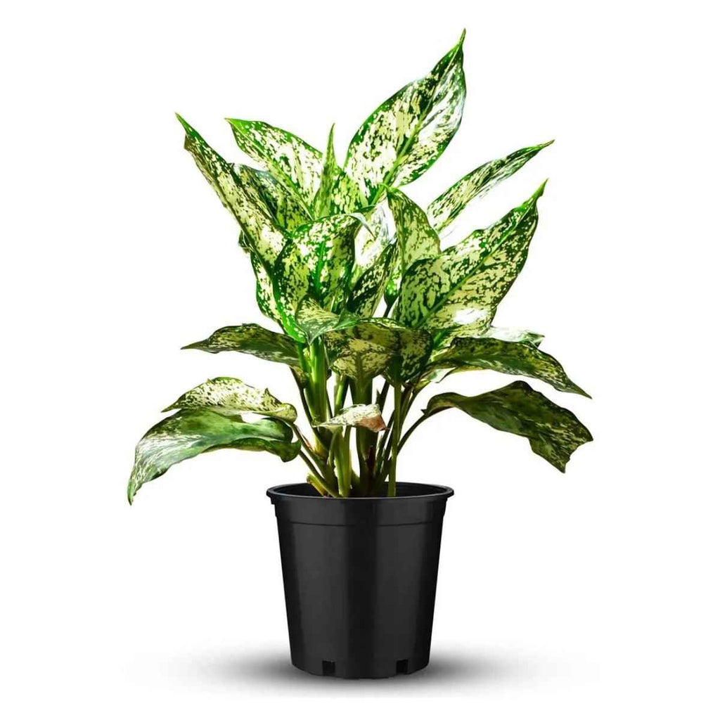 Aglaonema Snow White Indoor Plant in Nursery Pot – 20-30cm Aglaonema Spring Snow