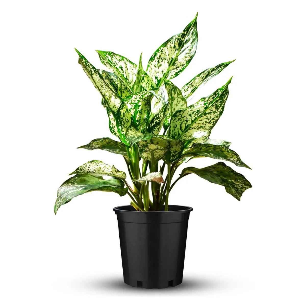 Aglaonema Snow White Indoor Plant in Nursery Pot – 20-30cm Aglaonema Spring Snow