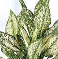 Aglaonema snow white 20-30cm/CERAMIC POT