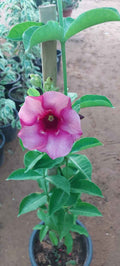 Allamanda Blanchetii Pink 60cm - 70cm | Outdoor plant | Best Online Plants | PlantmartUAE.com