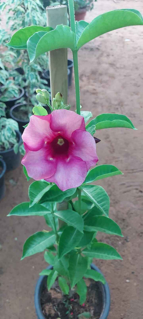 Allamanda Blanchetii Pink 60cm - 70cm | Outdoor plant | Best Online Plants | PlantmartUAE.com
