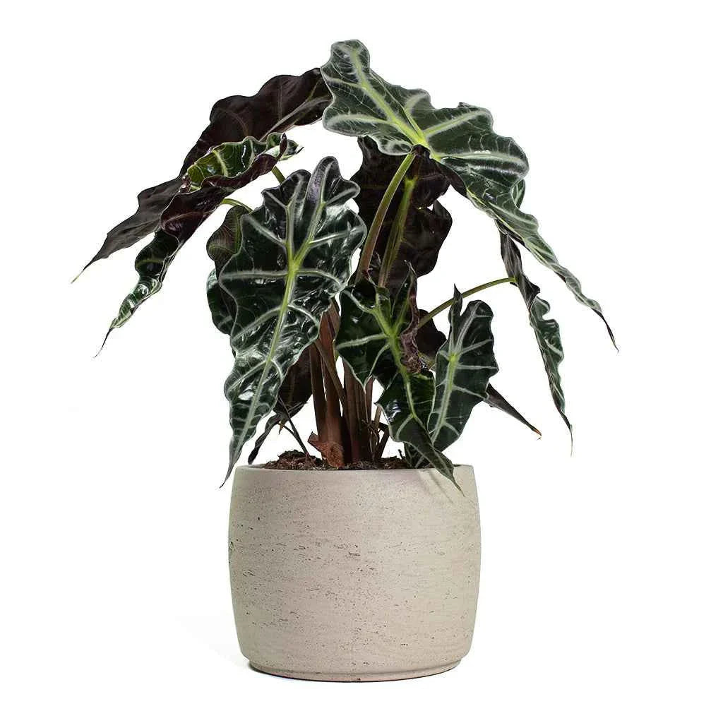 Alocasia Amazonica Polly Indoor Plant 30cm-35cm - Elephant Ear Houseplant