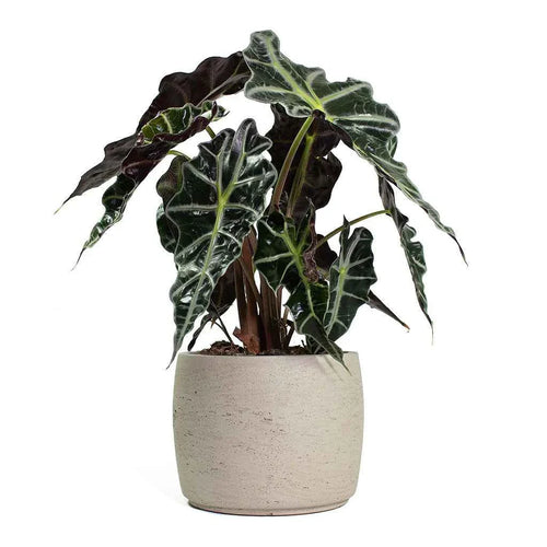 Alocasia Amazonica Polly Indoor Plant 30cm-35cm - Elephant Ear Houseplant