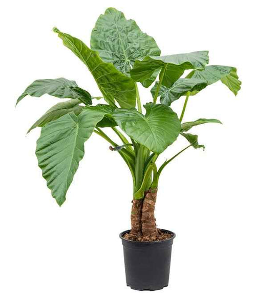 Alocasia Macrorrhiza XL/Nursery pot 150cm-170cm