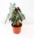 Alocasia Amazonica Polly Indoor Plant 30cm-35cm - Elephant Ear Houseplant