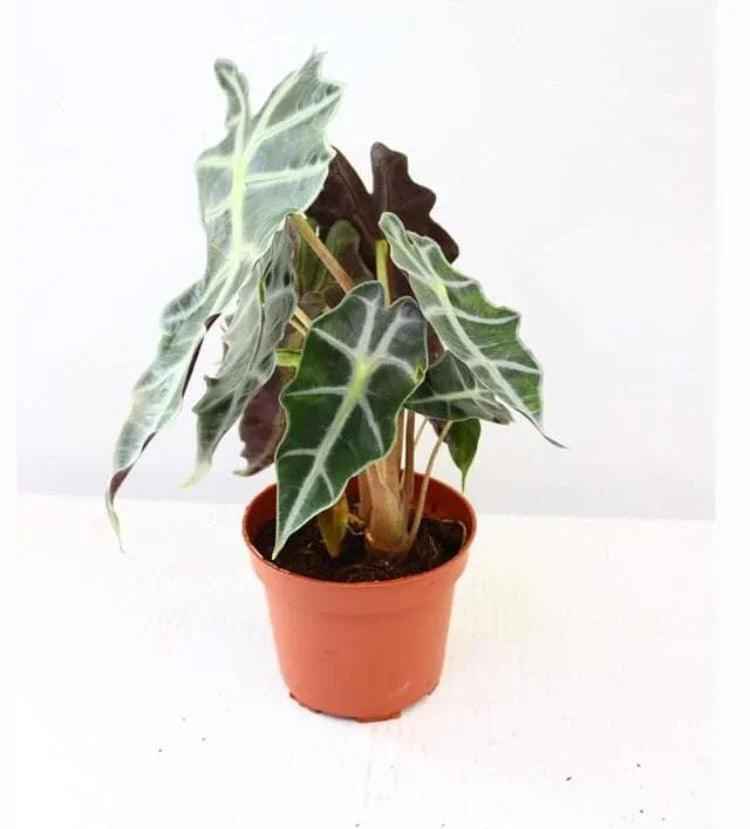 Alocasia Amazonica Polly Indoor Plant 30cm-35cm - Elephant Ear Houseplant