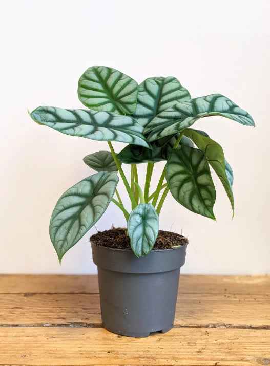 Alocasia Silver Dragon Plant 30cm-35cm – Exotic Indoor Houseplant for Home Decor