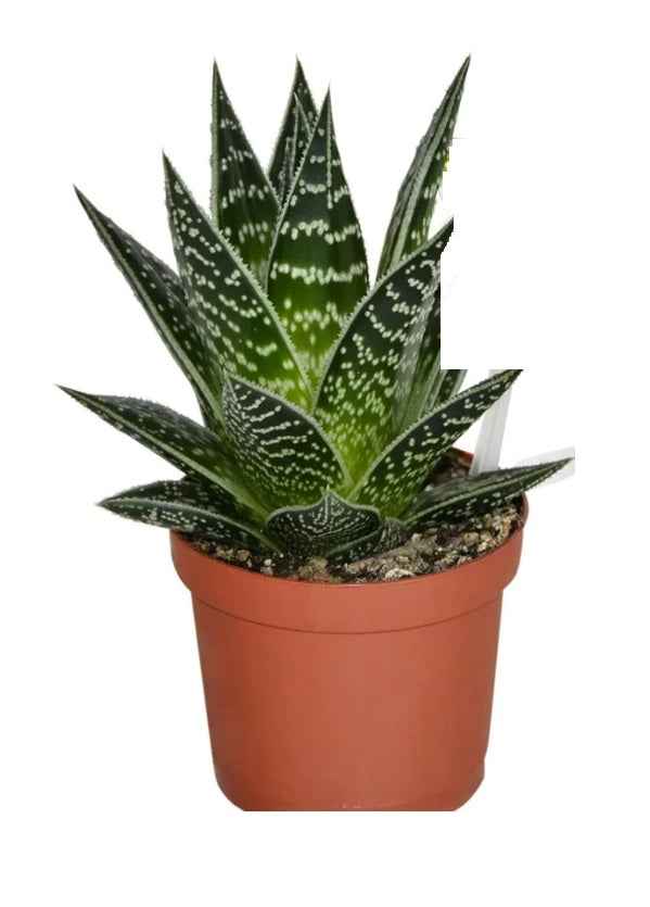 Aloe Aristata Indoor Plant - 15cm Lace Aloe Succulent Torch Plant