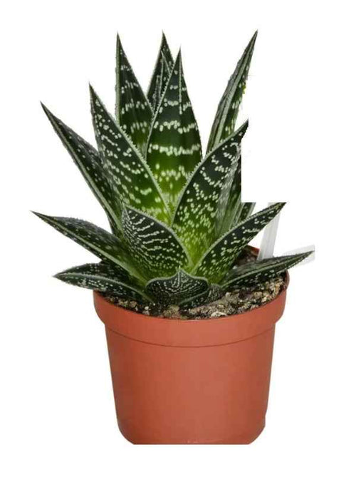 Aloe Aristata Indoor Plant - 15cm Lace Aloe Succulent Torch Plant