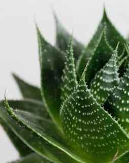 Aloe Aristata Indoor Plant - 15cm Lace Aloe Succulent Torch Plant