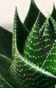 Aloe Cosmo 15cm indoor plant succulent