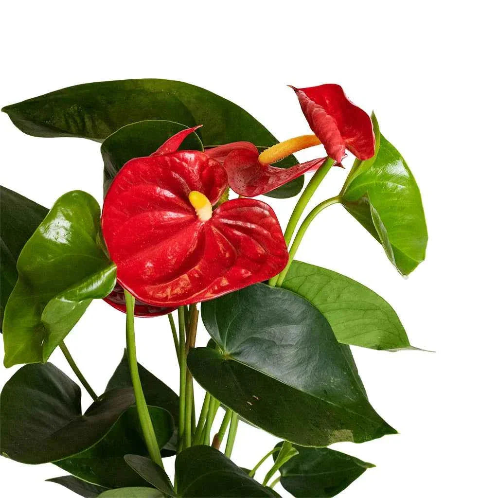 Red Anthurium Indoor Plant - Flamingo Flower Available in S/M/L Sizes