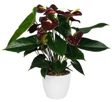 Anthurium Chocolate 40cm-50cm