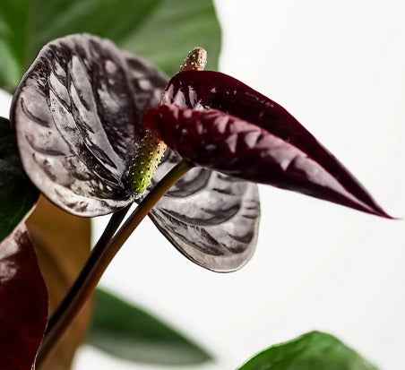 Anthurium Chocolate 40cm-50cm