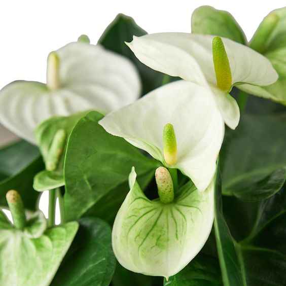 White Anthurium 30cm-35cm