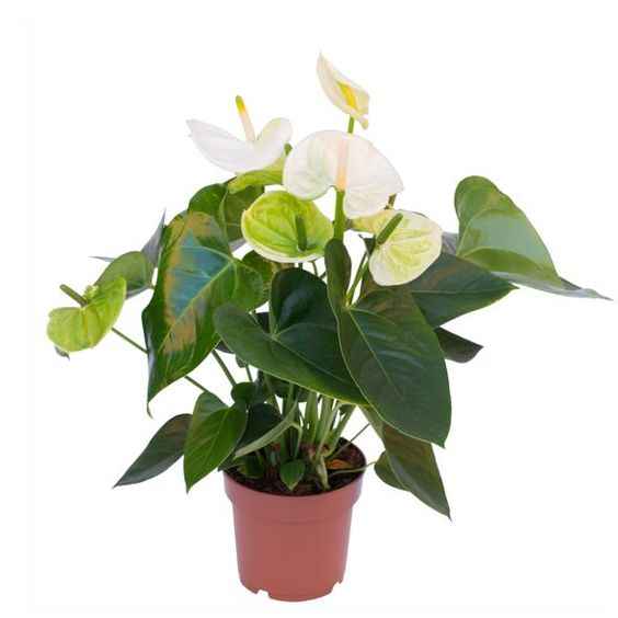 White Anthurium 30cm-35cm
