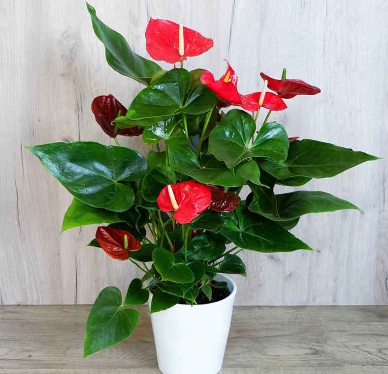 Red Anthurium (30cm-40cm) CERAMIC pot