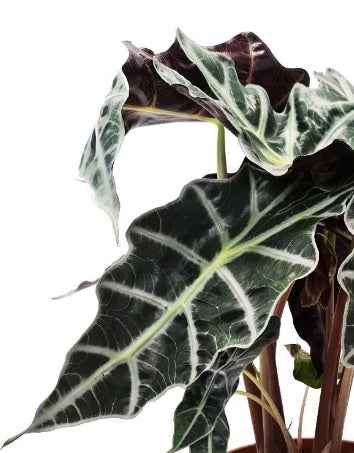 Alocasia Amazonica Polly Indoor Plant 30cm-35cm - Elephant Ear Houseplant