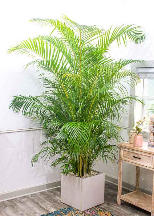 Areca Palm XXL 2.2mtr FIBER Pot