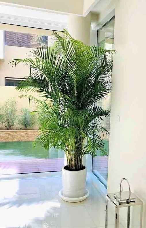 Areca Palm XXL 2.3mtr-2.5.mtr