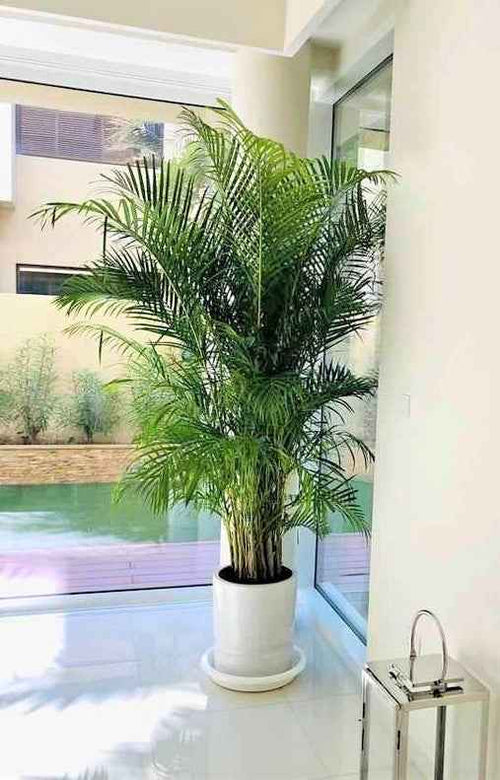 Areca Palm XXL 2.3mtr-2.5.mtr