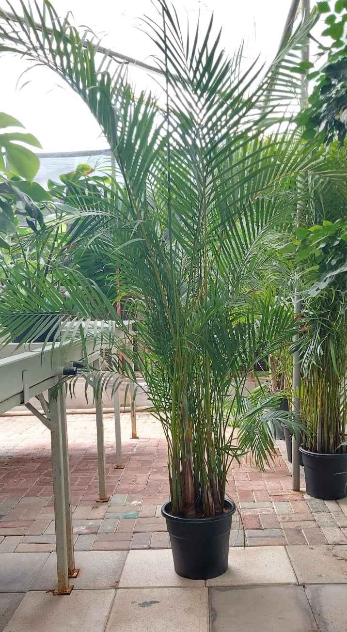 Areca Palm XXL 2.3mtr-2.5.mtr