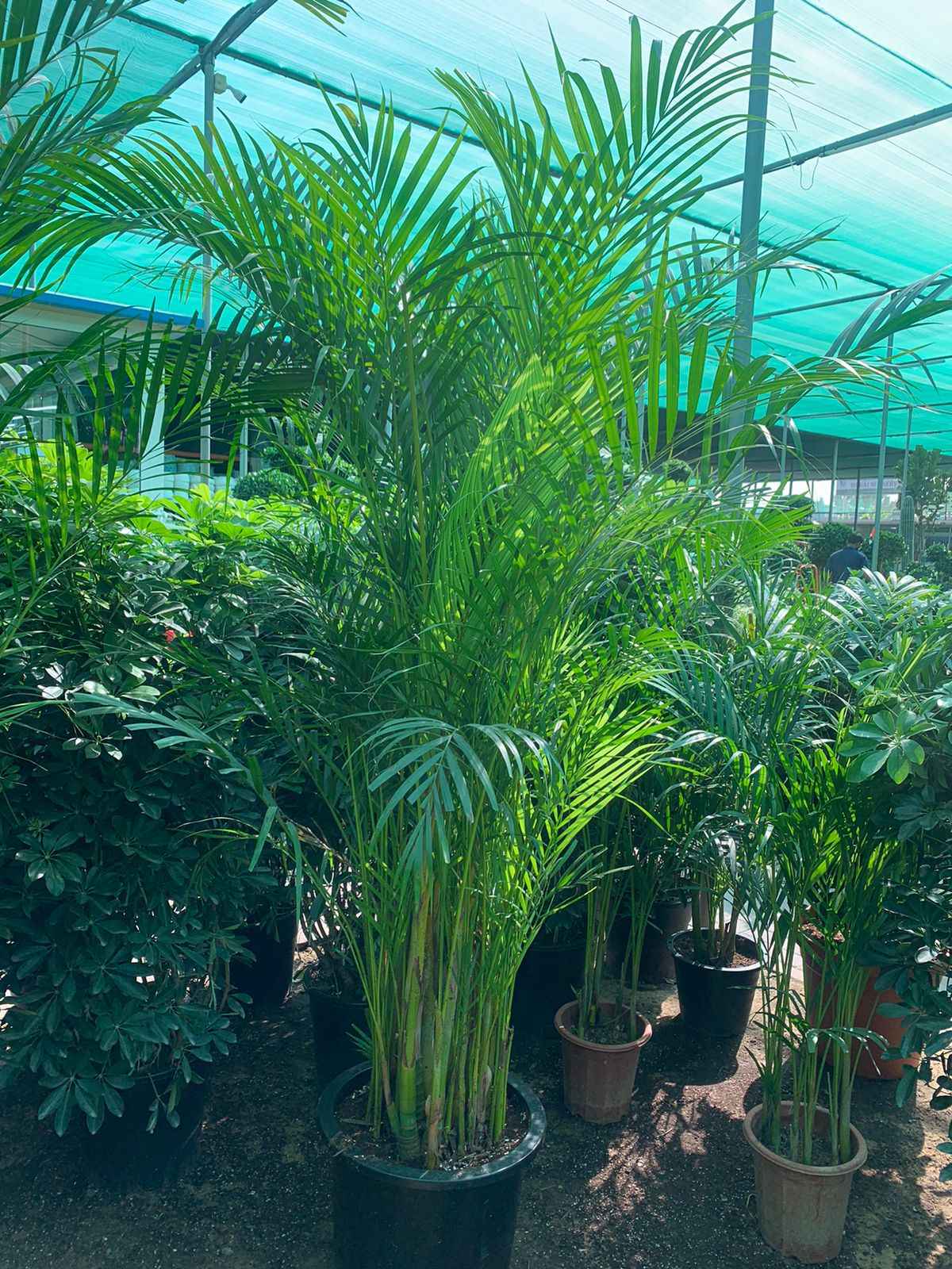 Areca Palm XL 2mtr-2.2mtr indoor plant