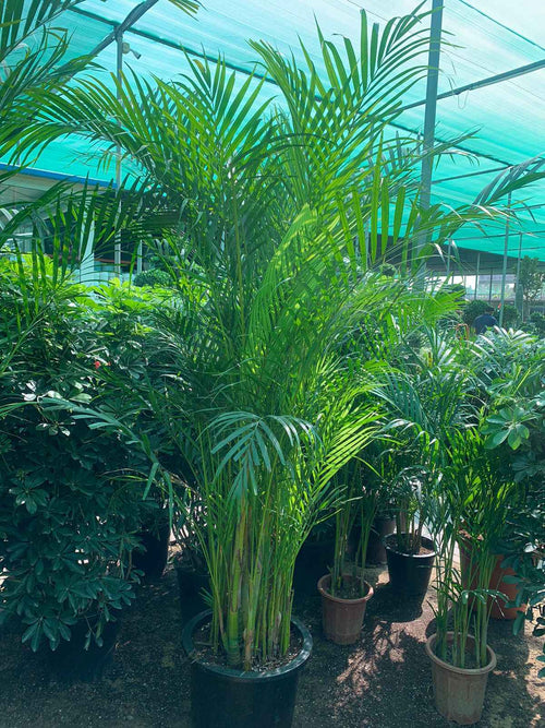 Areca Palm XL 2mtr-2.2mtr indoor plant