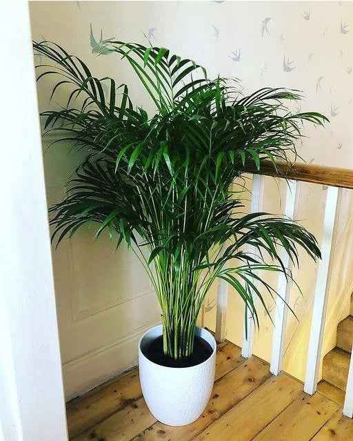 Areca Palm Indoor 150cm-160cm | Indoor Plant