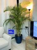 Areca Palm LARGE/ CERAMIC pot 170cm-180cm