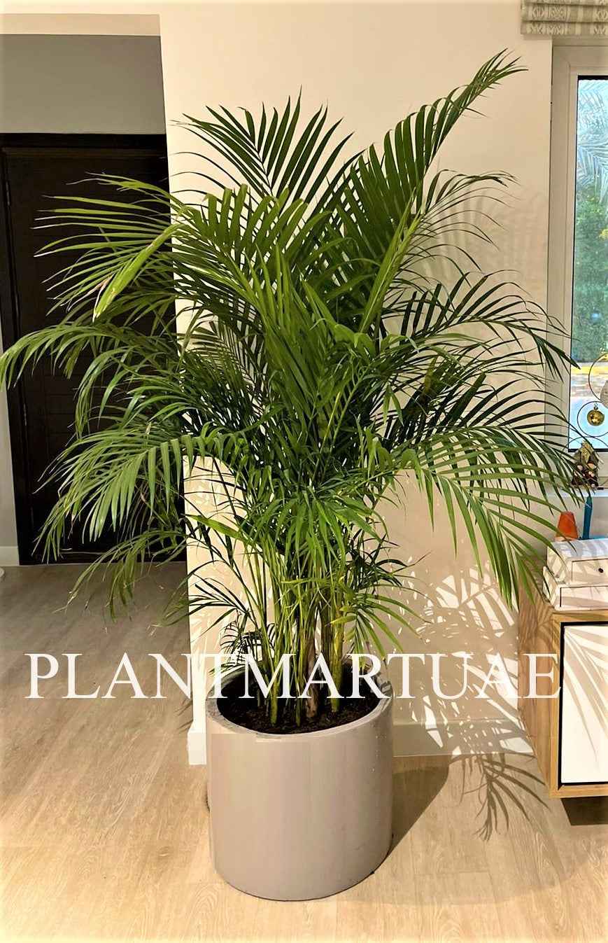 Areca Palm XXL 2.3mtr-2.5.mtr