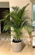 Areca Palm XXL 2.2mtr FIBER Pot