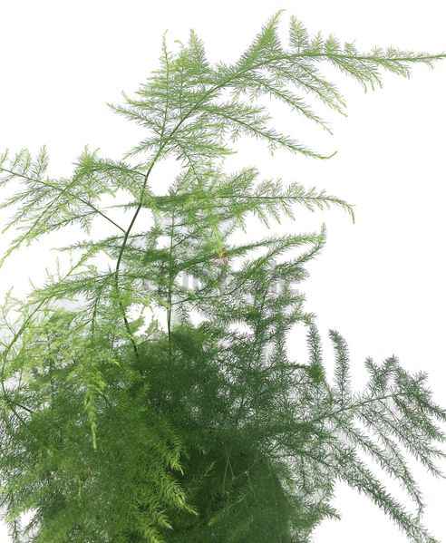 Asparagus Setaceus Holland