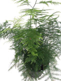 Asparagus Setaceus Holland