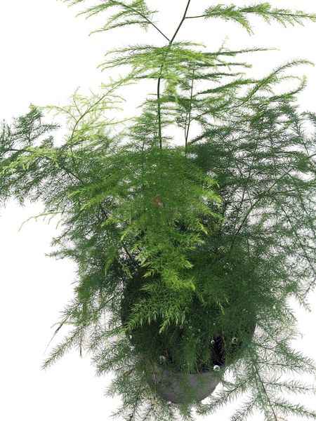 Asparagus Setaceus Holland