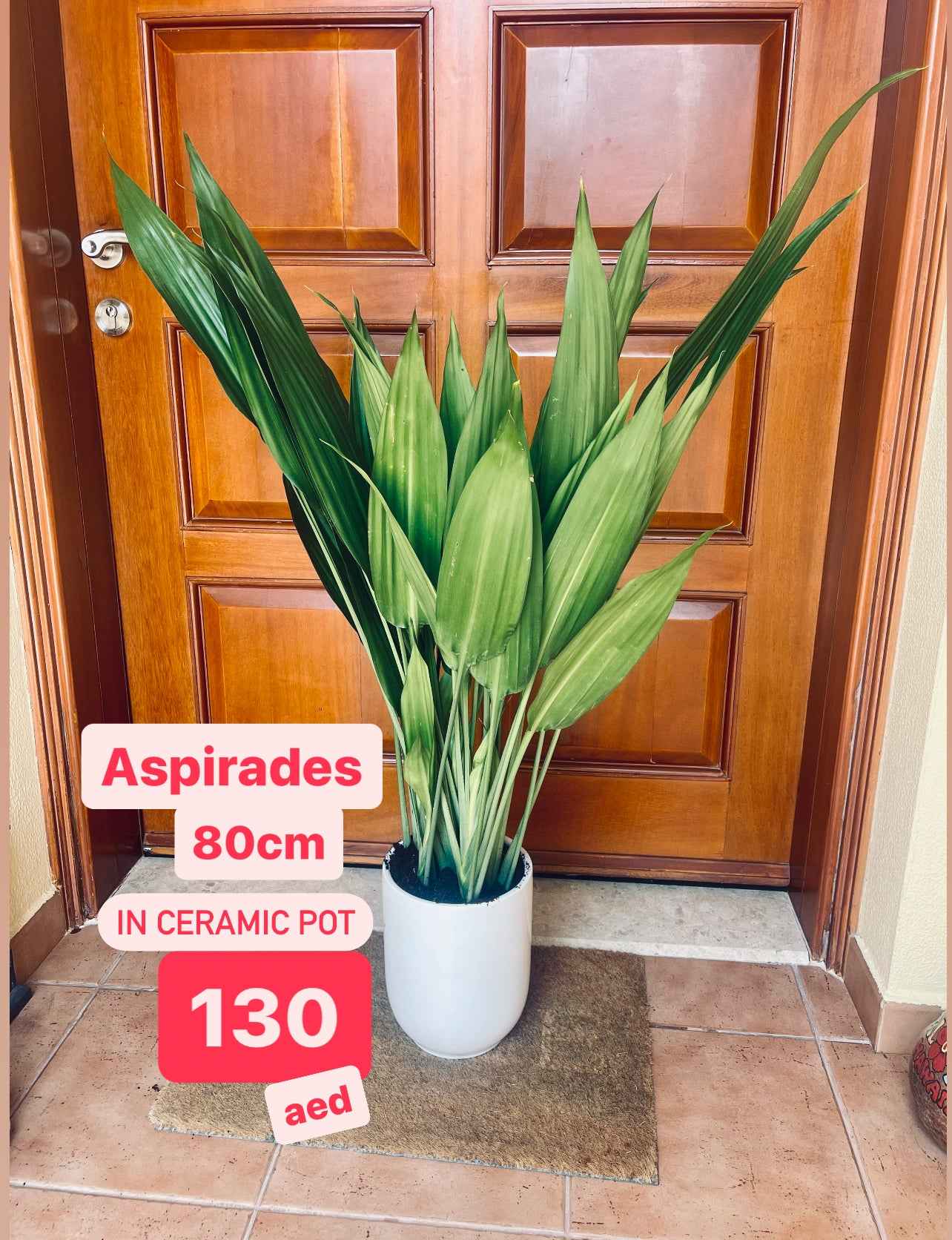Lance Dracaena| Dracaena Aubryana Indoor Plant | Cast Iron Plant | 80cm-100cm