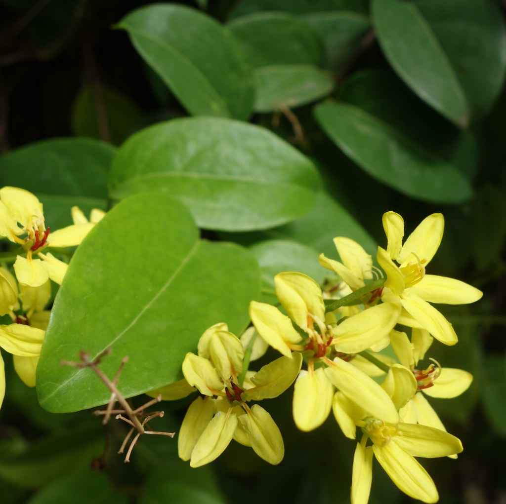 Australian Gold Vine 150-170cm Outdoor plant | Best Online Store | PlantMartUAE.com