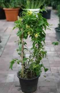 Australian Gold Vine 150-170cm Outdoor plant | Best Online Store | PlantMartUAE.com