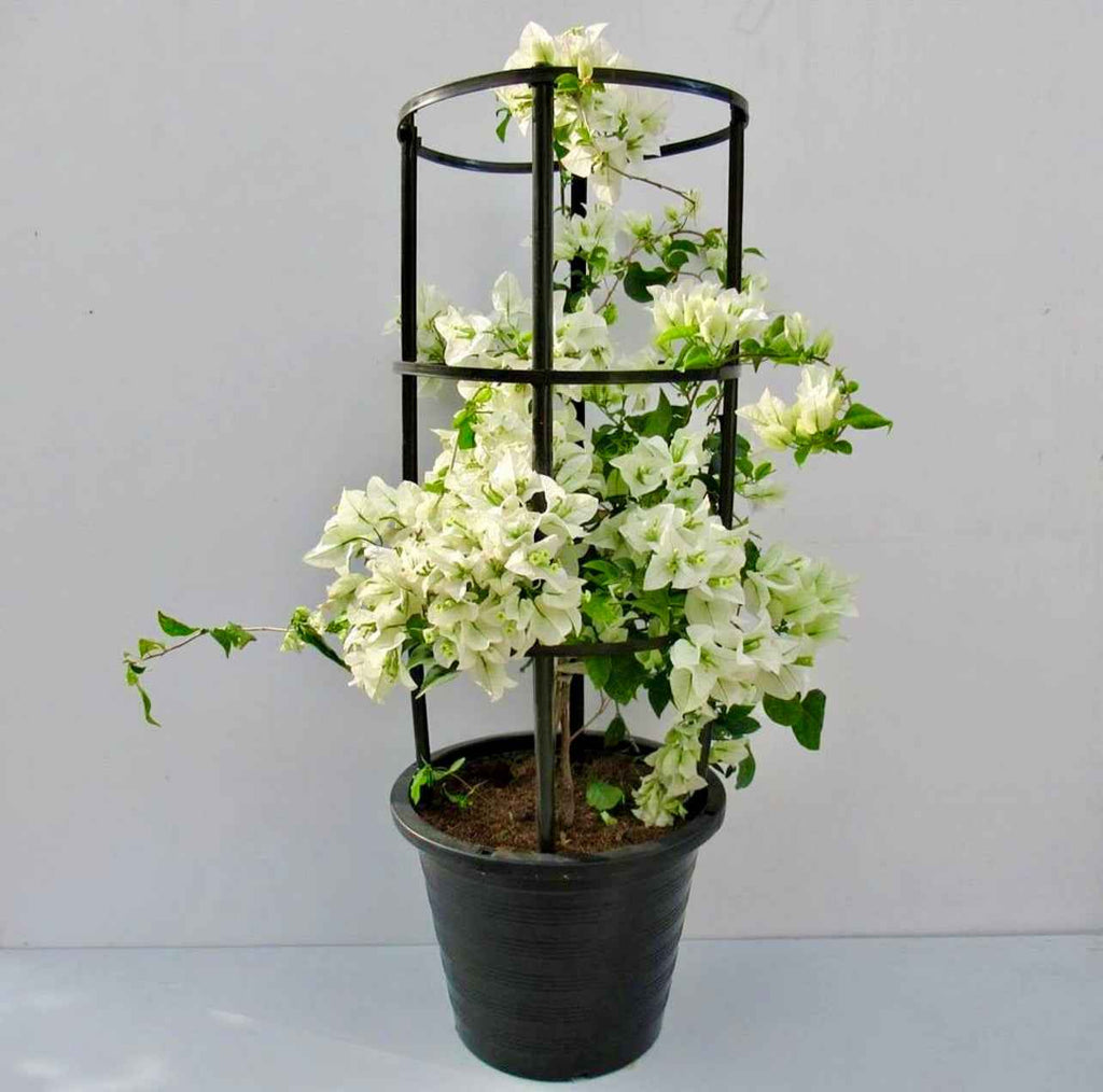 Bougainvillea WHITE 4 Stick | Multicolors Flowering Plants in UAE | FreshPlants Nursery / 1mtr