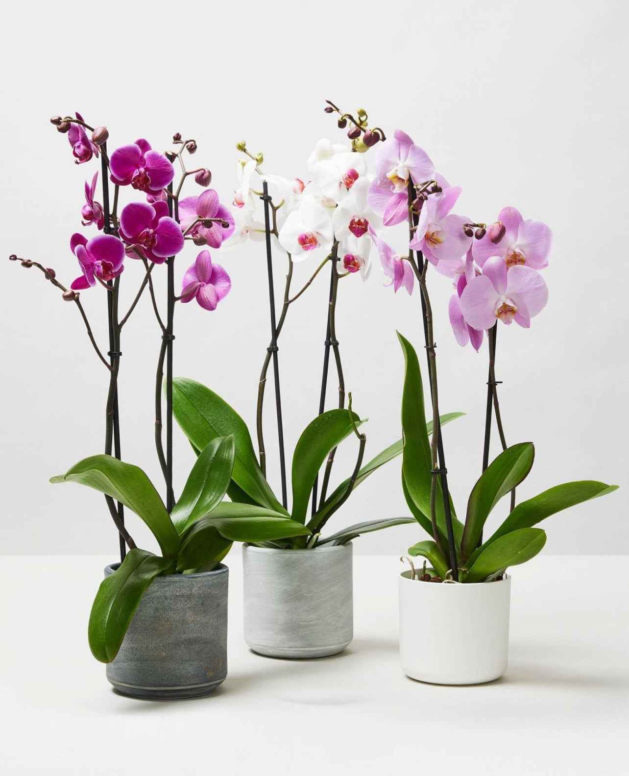 Moth Orchids 40cm-50cm | Orchid | Phalaenopsis Orchids | Flowering indoor plant