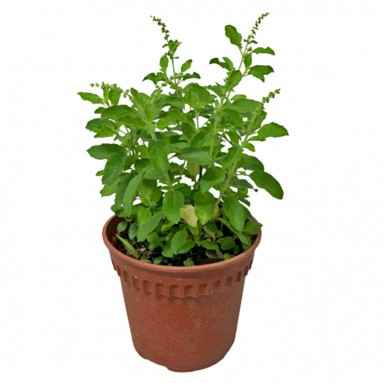 Basil Persian 30cm-40cm Outdoor plant | Rayhan | Best Online Store | PlantMartUAE.com