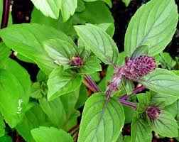 Holy Basil – Tulsi 20cm - 30cm