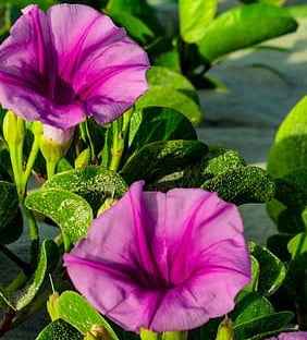 Beach Morning Glory 60cm - 80cm Outdoor plant | Ipomoea pes-caprae, Railroad Vine or Railway Creeper | Best Online Store | PlantMartUAE.com