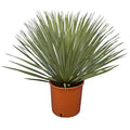 Beaked Yucca 0.5mtr - 0.6mtr  | Outdoor plant | Yucca Rostrata | Best Online Store | PlantMartUAE.com