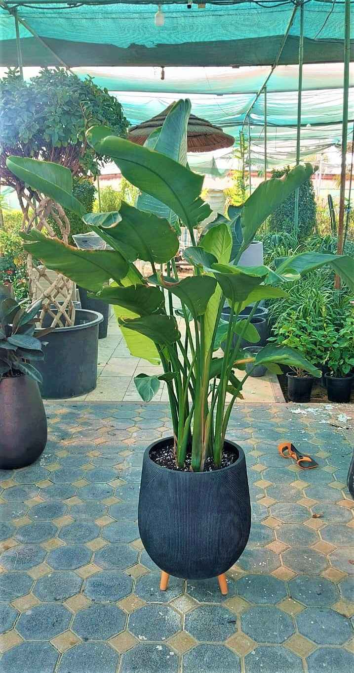 Strelitzia Nicolai: Giant Bird of Paradise